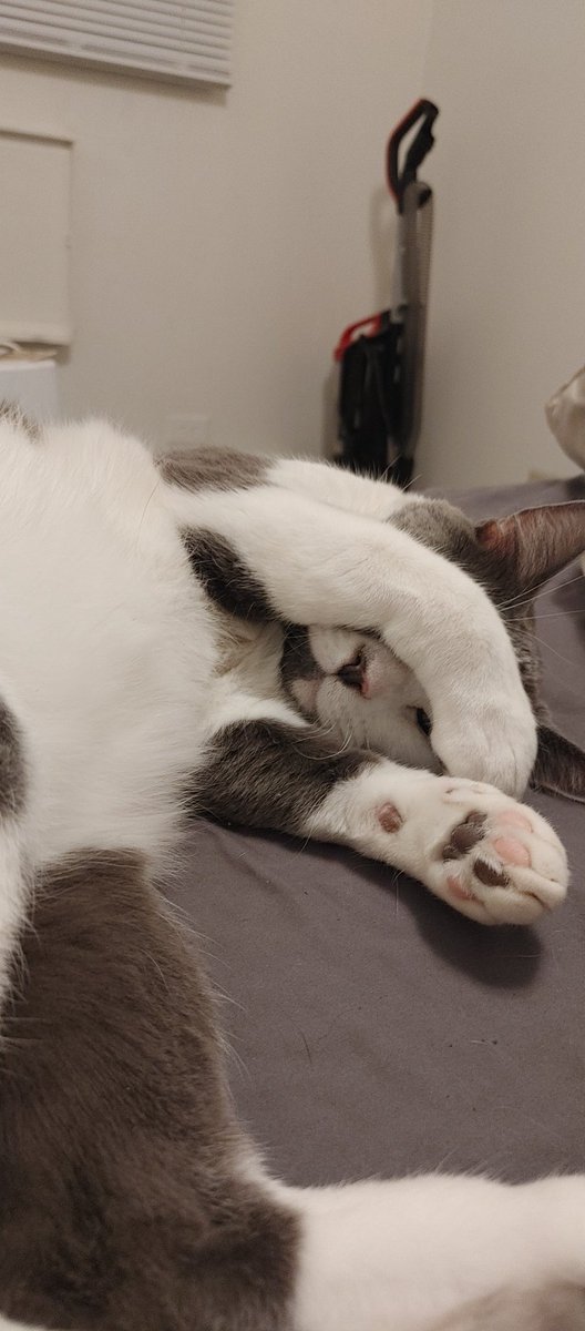 repoman150's tweet photo. Someones sleepy https://t.co/6ziaxPYqU3