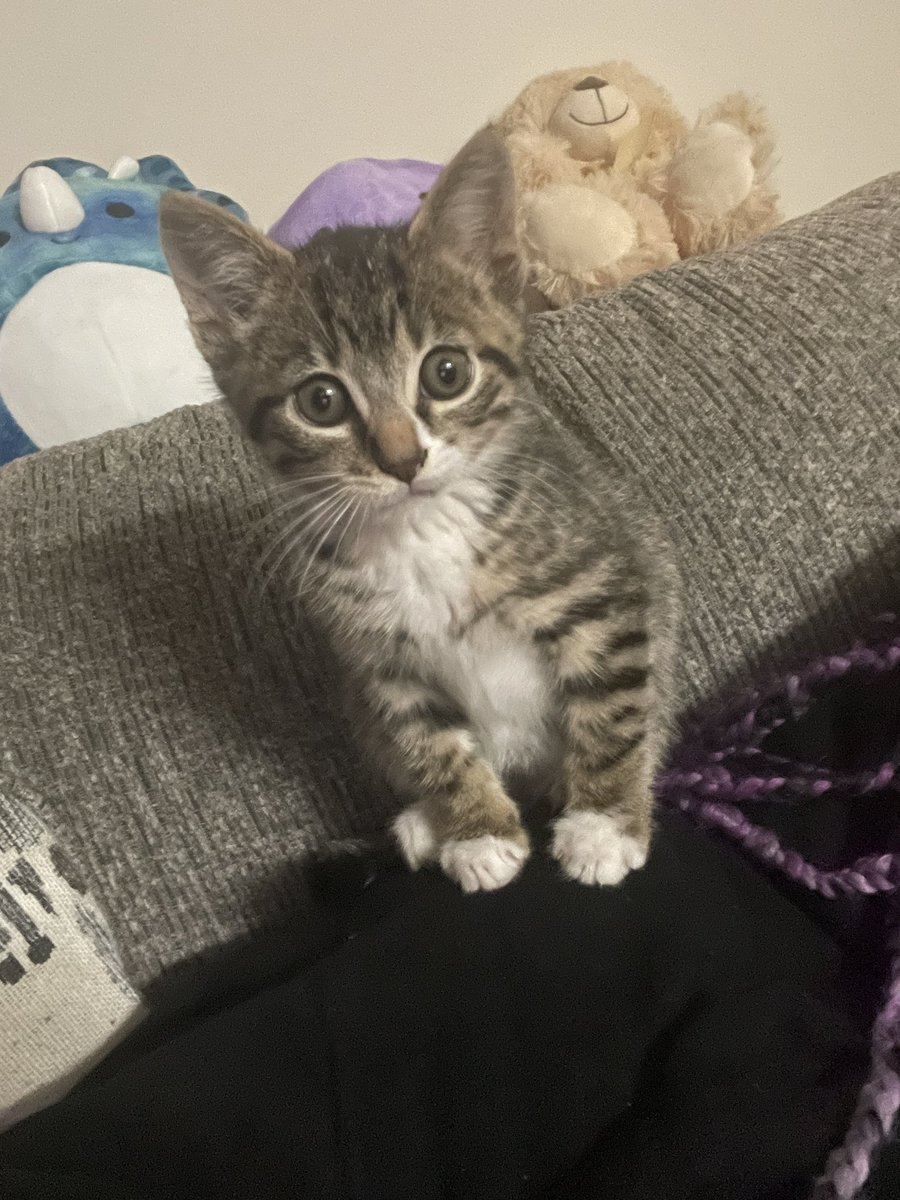 TiffaniAvatar's tweet photo. I love my Nemo so much!! 💙💜 #kitten #cute #buddy #budsforever #ilovehim https://t.co/6hq0q0mit7