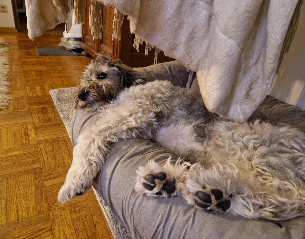 PinzgauPavid's tweet image. Chilling hard #dogchill #couchsurf