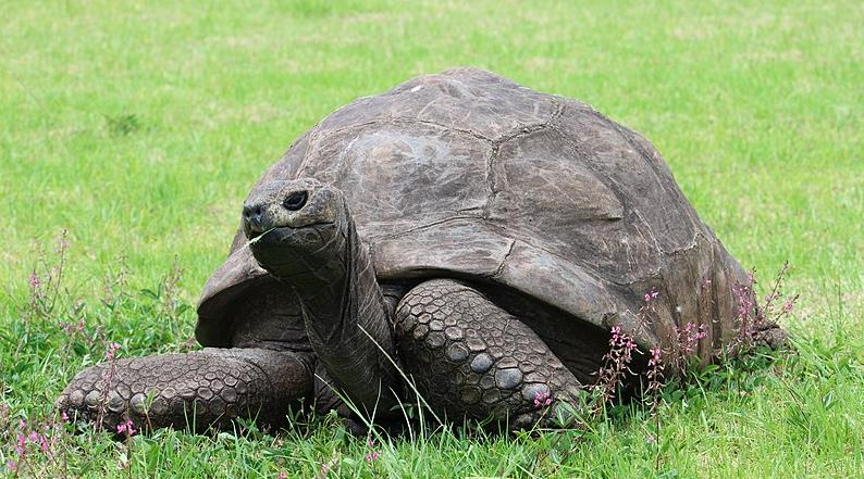 Doğu Afrika ülkesi Seyşeller'de, dünyanın en yaşlı kaplumbağası ünvanını taşıyan Jonathan'ın 190'ıncı doğum günü sebebiyle 3 gün kutlama yapılacak.