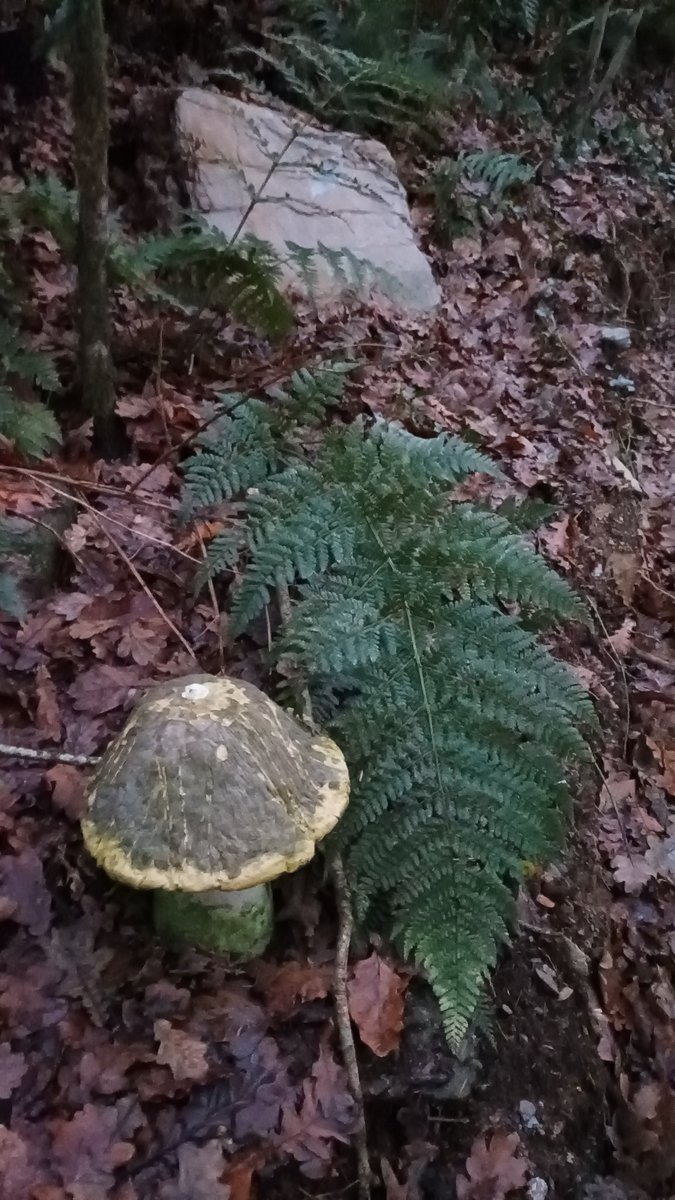 Satisfying walk which is wheelchair friendly, family friendly, friends friendly at the Lacken Hill Dunbrody Forest walk #Wexford #Ireland