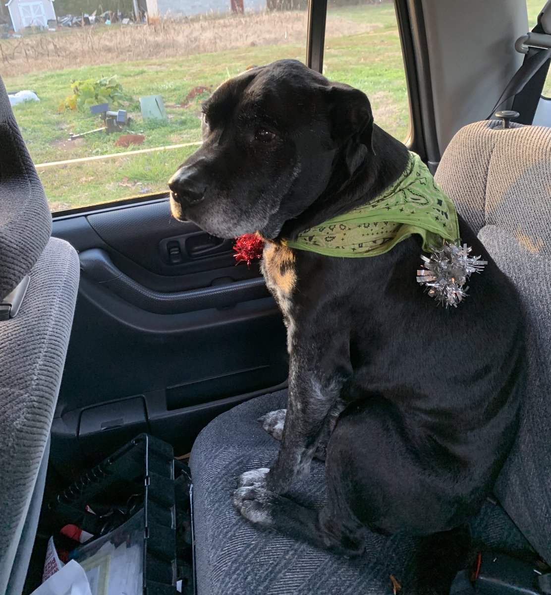 Ooc hi long time no tweet but this sweet old man needs medical assistance and we’re a little desperate atm