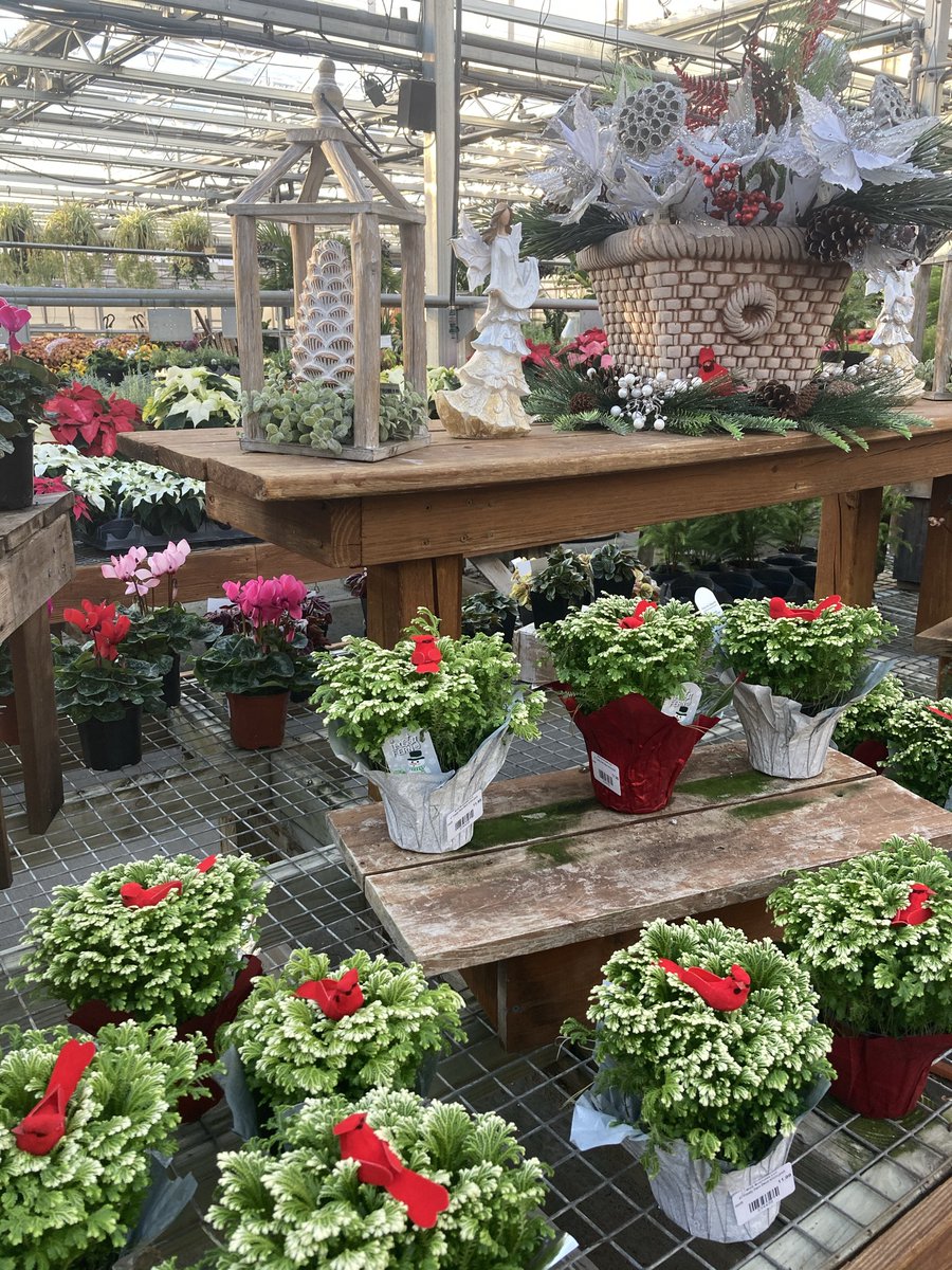 Meadow_View's tweet photo. #ChristmasDecorating #MVGChristmas #Wreath #Evergreen #christmasdecor #HappyHolidays #christmasiscoming #christmasspirit   #christmasseason #christmasinspiration #holidayseason #holidaydecor https://t.co/9vTY7s788a