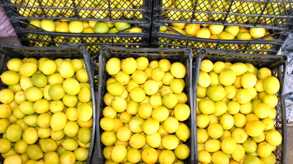 Bu sefer de Türkiye'den Bulgaristan'a ihraç edilen limonlarda aşırı yüksek oranda pestisit tespit edildi!
RASFF verilerine göre limonlarda izin verilen maksimum değerden 3 ila 6 kat daha yüksek oranda pestisit bulunuyor.
Ürünler Türkiye'ye iade ediliyor.
#NeYediğiniziBilin