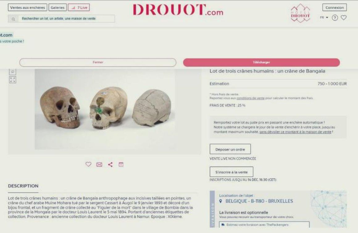 CharliesIngalls's tweet photo. 🚨Not a fake : trois crânes de victimes de la période coloniale aux enchères... La maison #Drout présente ses excuses et retire le lot de la vente.
Si, si, il y a des gens qui ont des crânes humains, qui ont voulu les vendre aux enchères et @Drouot a d'abord laissé passer ! https://t.co/Z0oBxWx5Re