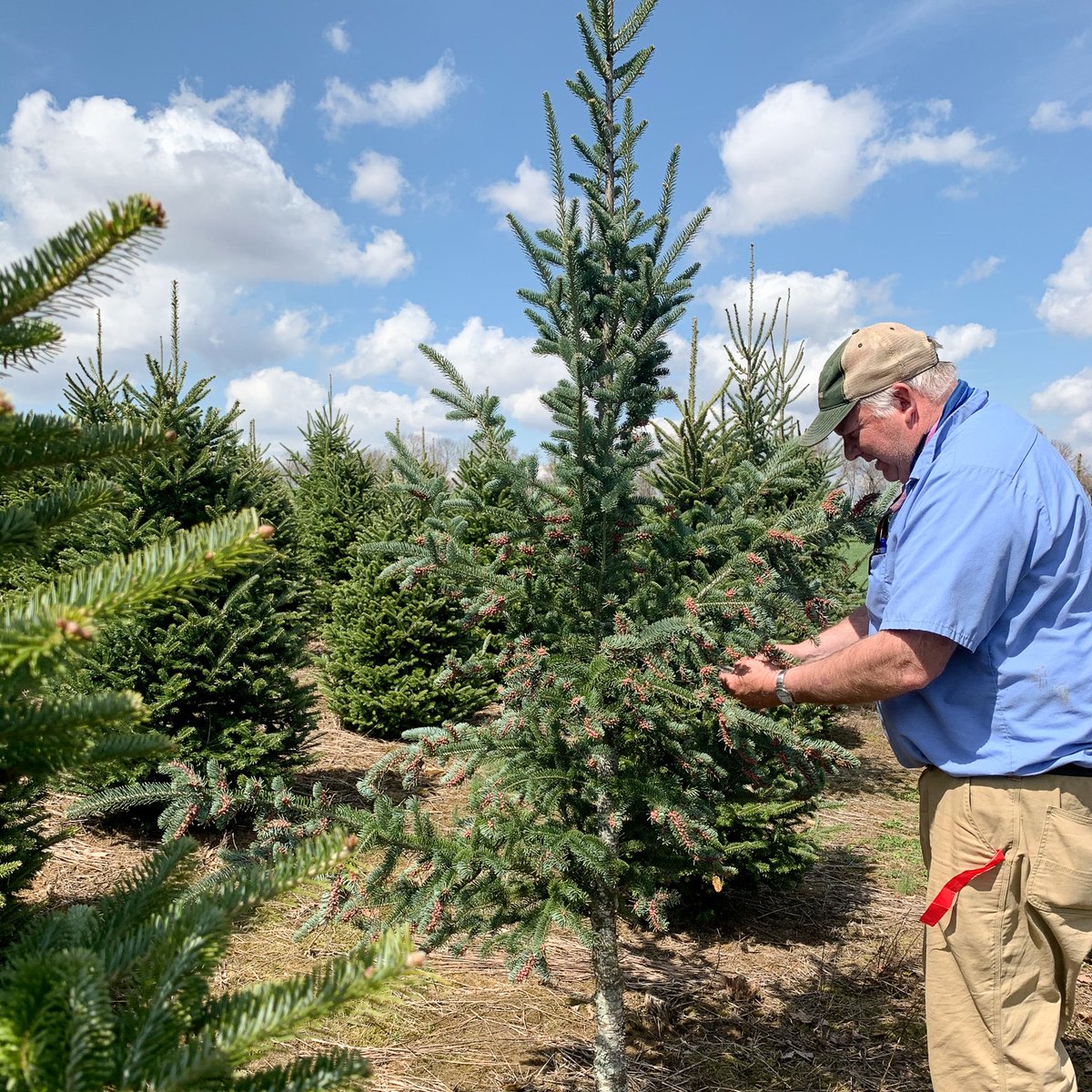 wvudavis's tweet photo. "Hey Siri, play 'Rockin' Around the Christmas Tree.'"
This year, two Canaan Firs will be lit up tonight at the Captial. In the 90s, Morgantown Christmas tree farmer, Jim Rockies worked with forestry professor, Dr. Franklin Cech to improve the native West Virginian Christmas Tree. https://t.co/btbo7UGCE3