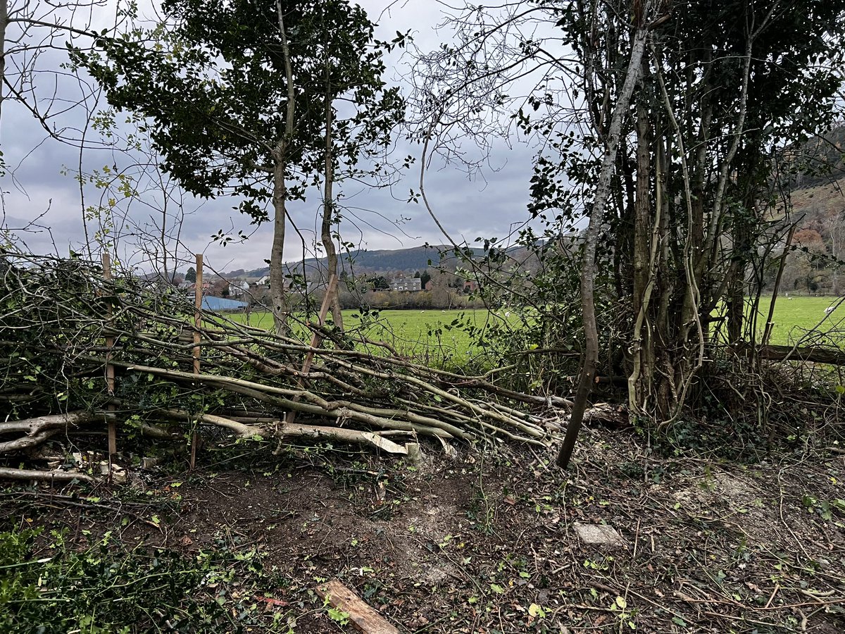 CoedYGo's tweet photo. Had a really great day learning how to #pleach at #YDolydd today with @lottieglover23 from @MontWildlife 

Tutored by the ace Al Housman…

#GoodForTheSoul #Habitat #Hedging https://t.co/JbEMMANWfe