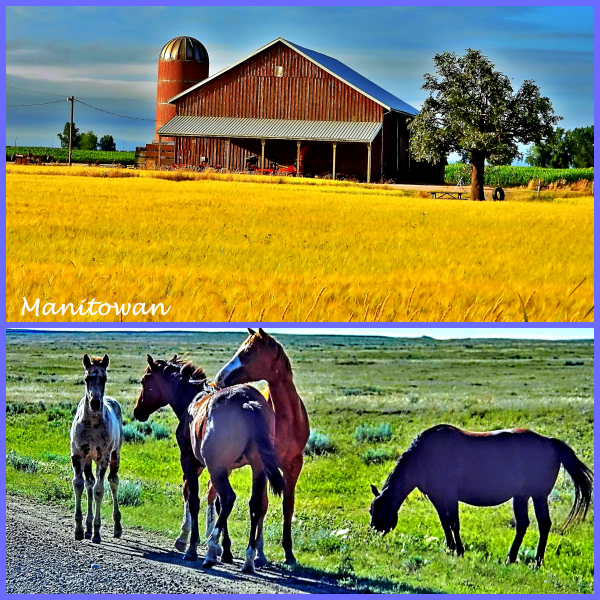 Manitowan's tweet photo. Why I love country roads... #wildhorses #harvesttime #treeswings @kathcupe #nature #naturelovers https://t.co/lT4kKUkYcE