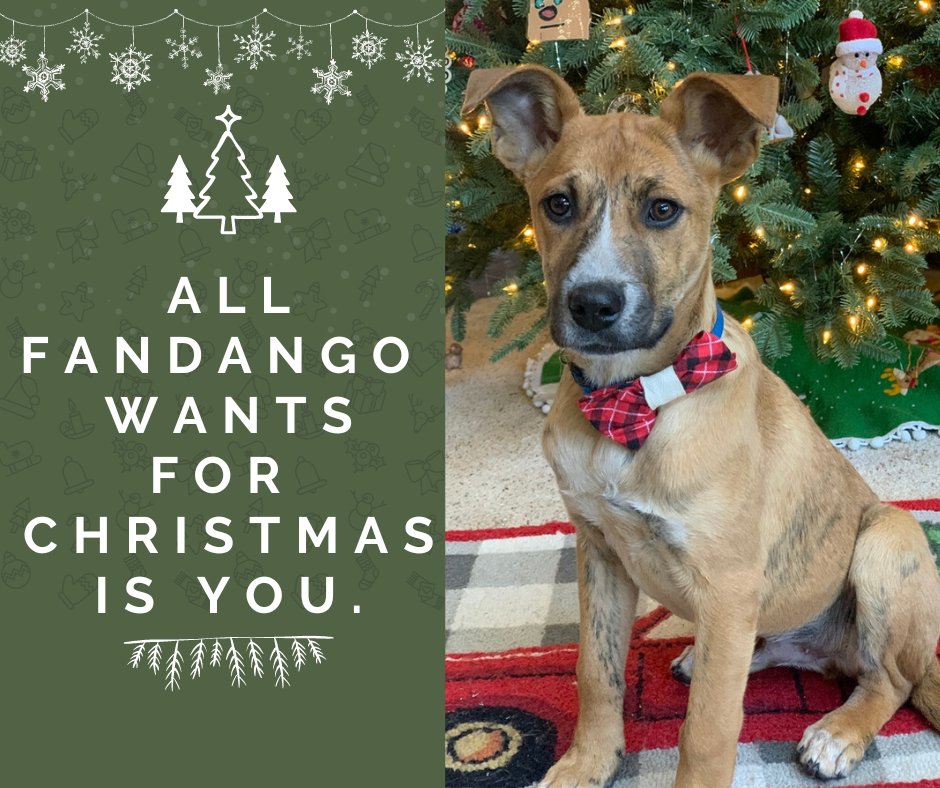Will you adopt Fandango?  If not, will you share his photo? #coloradoptme #coloradodog #AdoptDontShop #RescueDogs