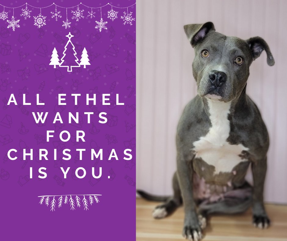 Can you adopt Ethel?  If not, can you share her photo?  #Pitbull #AdoptDontShop #adoptme #coloradodog
