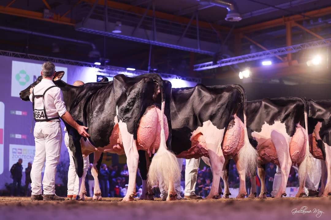 afca_es's tweet photo. LLINDE ARIEL JORDAN 
SAT Ceceño, #Cantabria
¡¡¡GRAN CAMPEONA!!! En el Concurso Internacional Dairy Show en Cremona, Italia. 
¡¡¡Enhorabuena!!! https://t.co/wgJJQRdZry