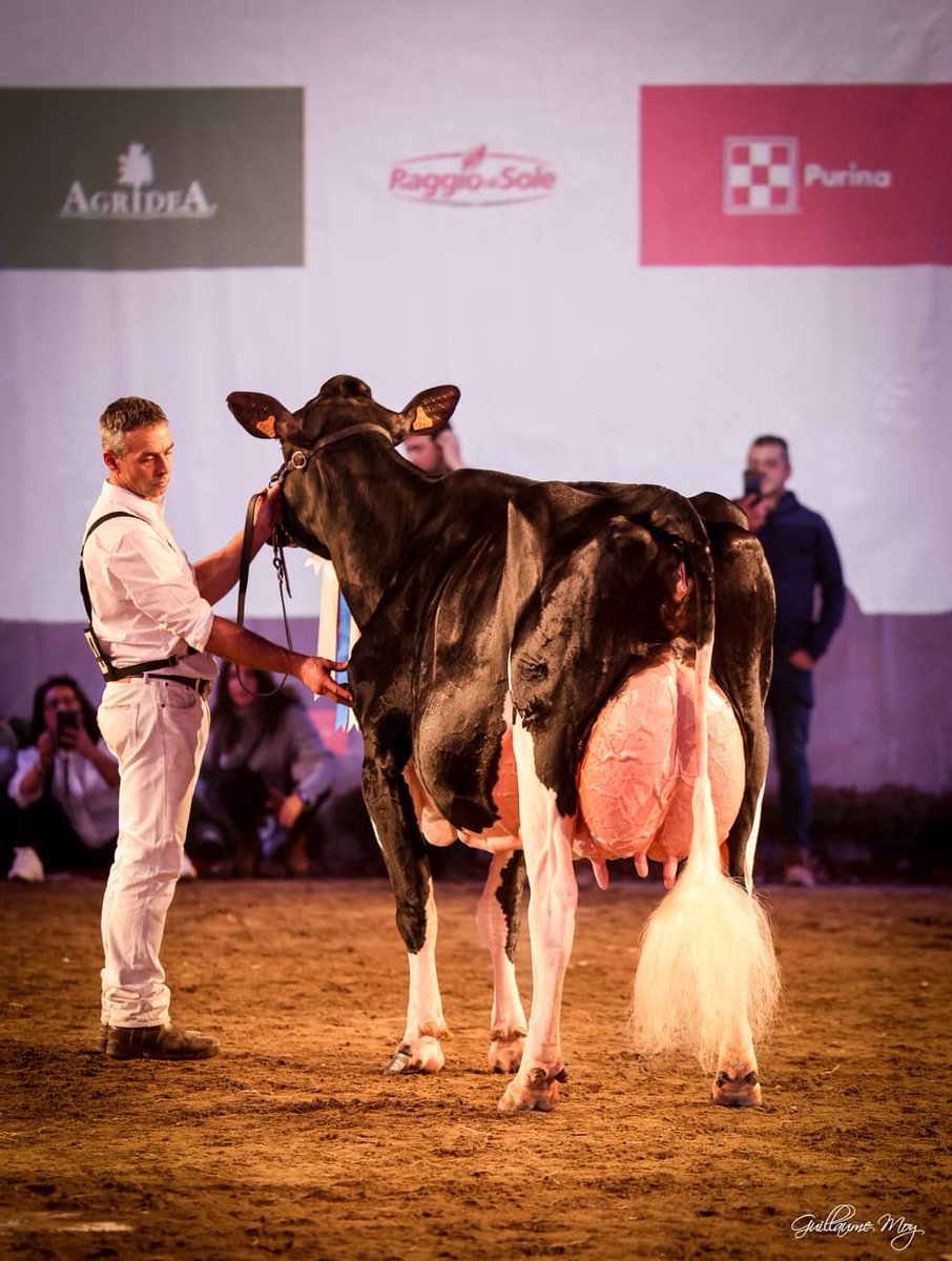 afca_es's tweet photo. LLINDE ARIEL JORDAN 
SAT Ceceño, #Cantabria
¡¡¡GRAN CAMPEONA!!! En el Concurso Internacional Dairy Show en Cremona, Italia. 
¡¡¡Enhorabuena!!! https://t.co/wgJJQRdZry