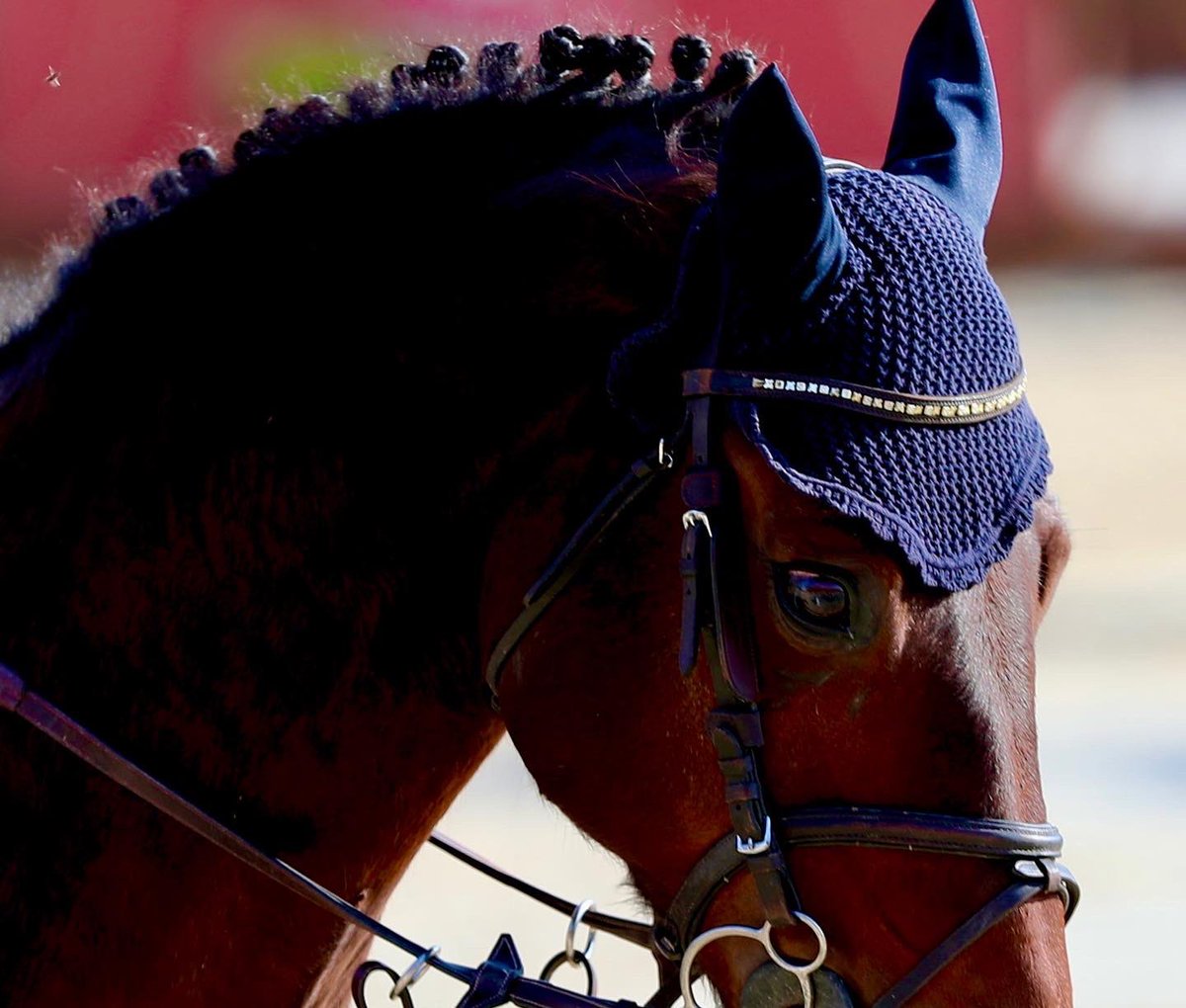 7amad7_'s tweet photo. 🏇🏿🏇🏿🏇🏿 https://t.co/l0pmPljnJe