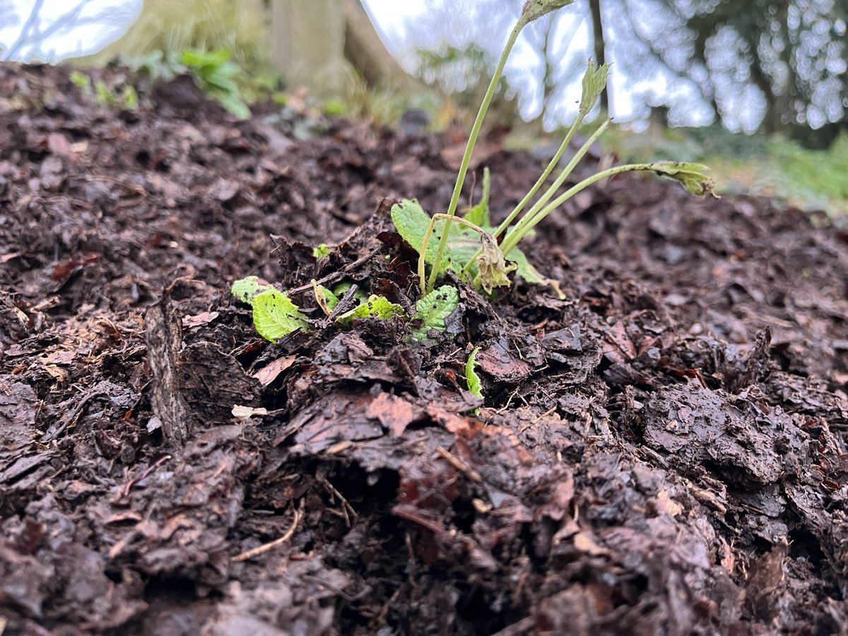 jmooney501's tweet photo. One of the loveliest season’s is upon us, the season of mulch💕

#garden #GardeningTwitter https://t.co/c14Ydo8SSL
