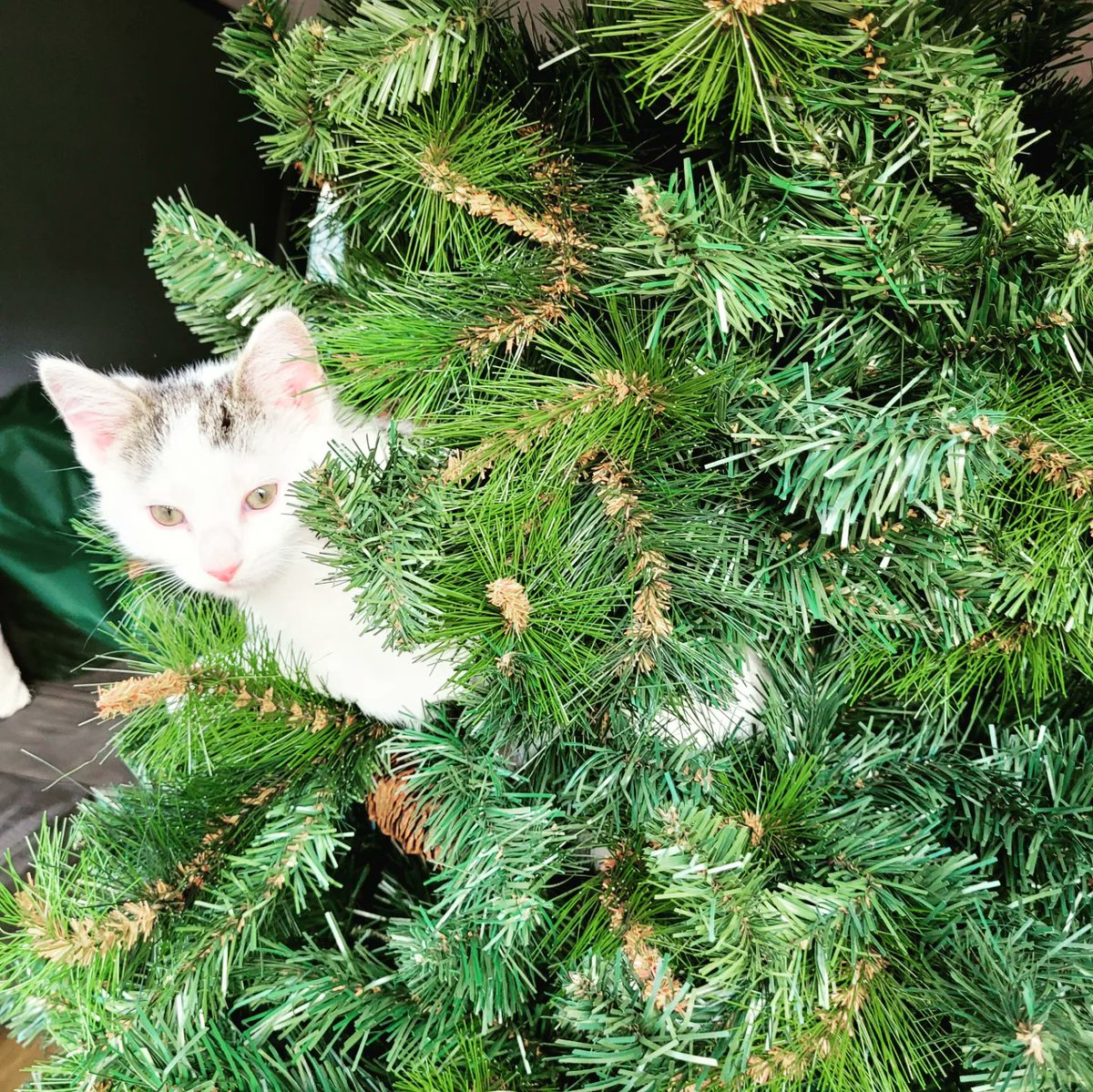 Taking bets on how long the tree survives with these two ....

#Caturday #CatsOfTwitter #christmas2022