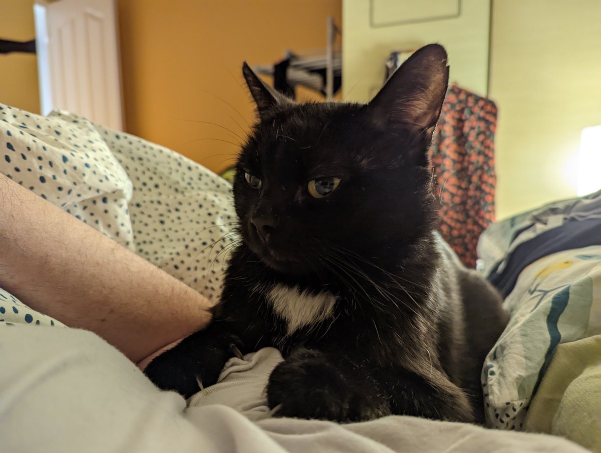 garius's tweet photo. He has awoken and realised it is close to dinner time.

"Nice arm. Would be a shame if someone clawed it." https://t.co/klhdZitNU0