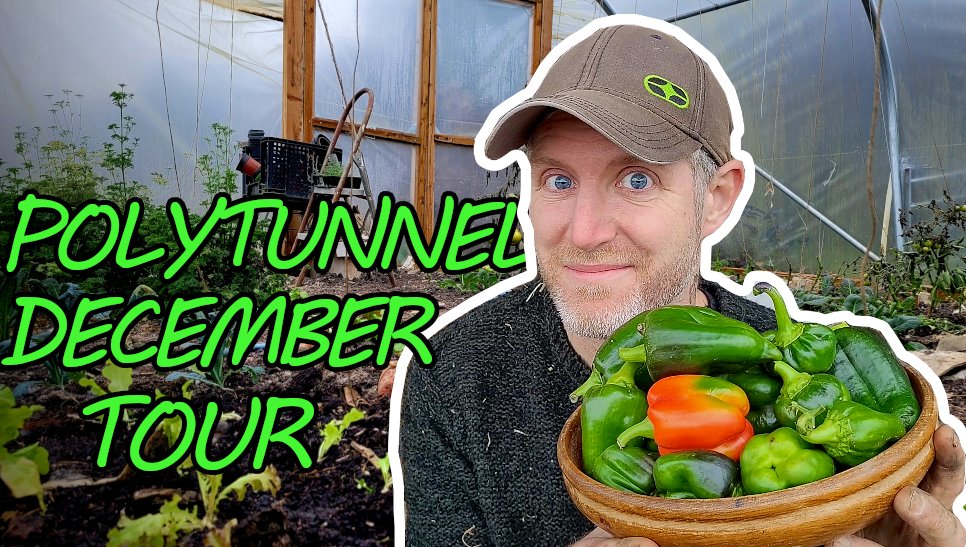 GWakelingWriter's tweet photo. 🌱 NEW VIDEO 🌱

It's time get into the polytunnel and clear things up for winter gardening. 

https://t.co/jUggZgUGYv https://t.co/1KdlKOh9km