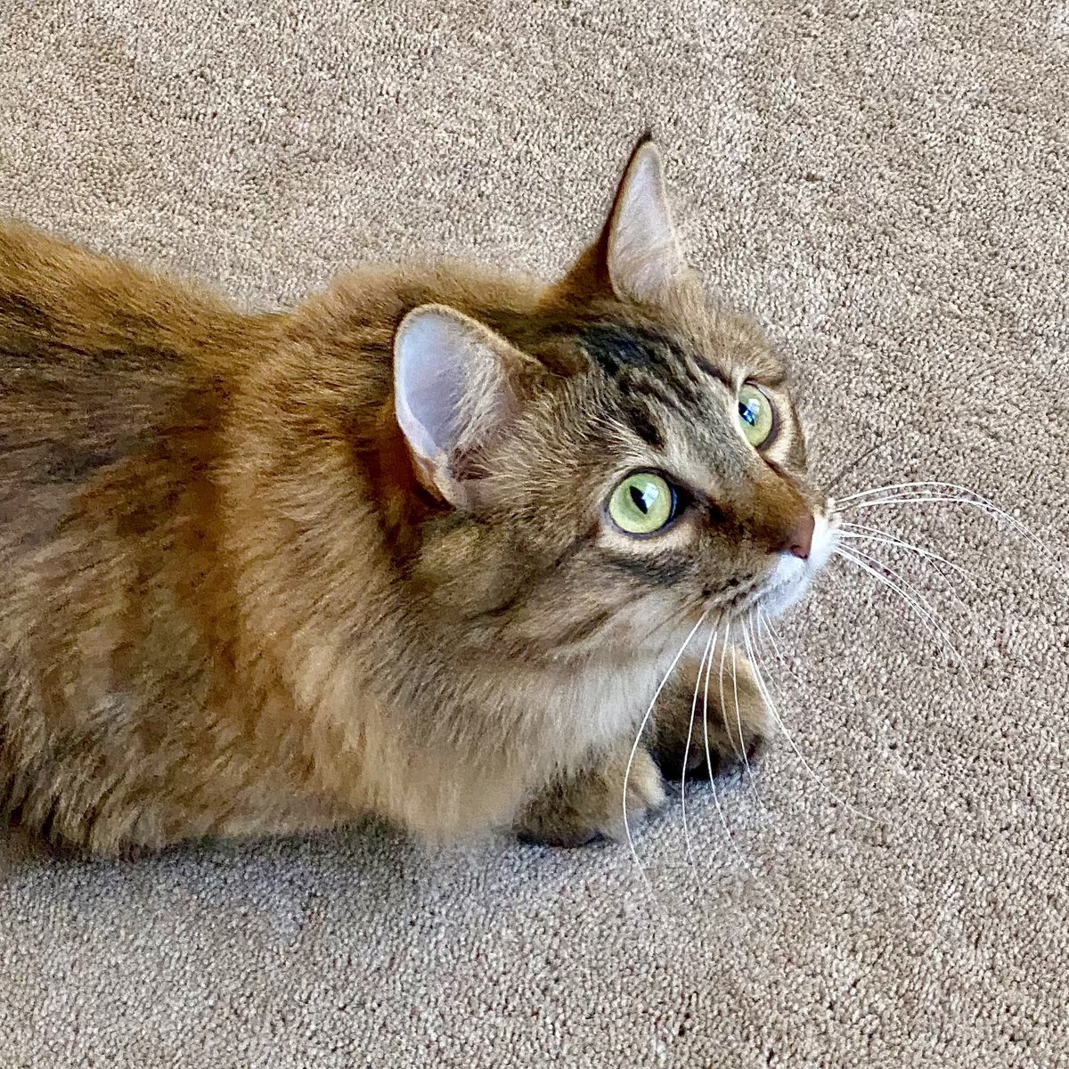 MissMabelMeows's tweet photo. Feeling very curious today #Caturday #CatsOfTwitter 🐱 https://t.co/u7vPwnEZ7l