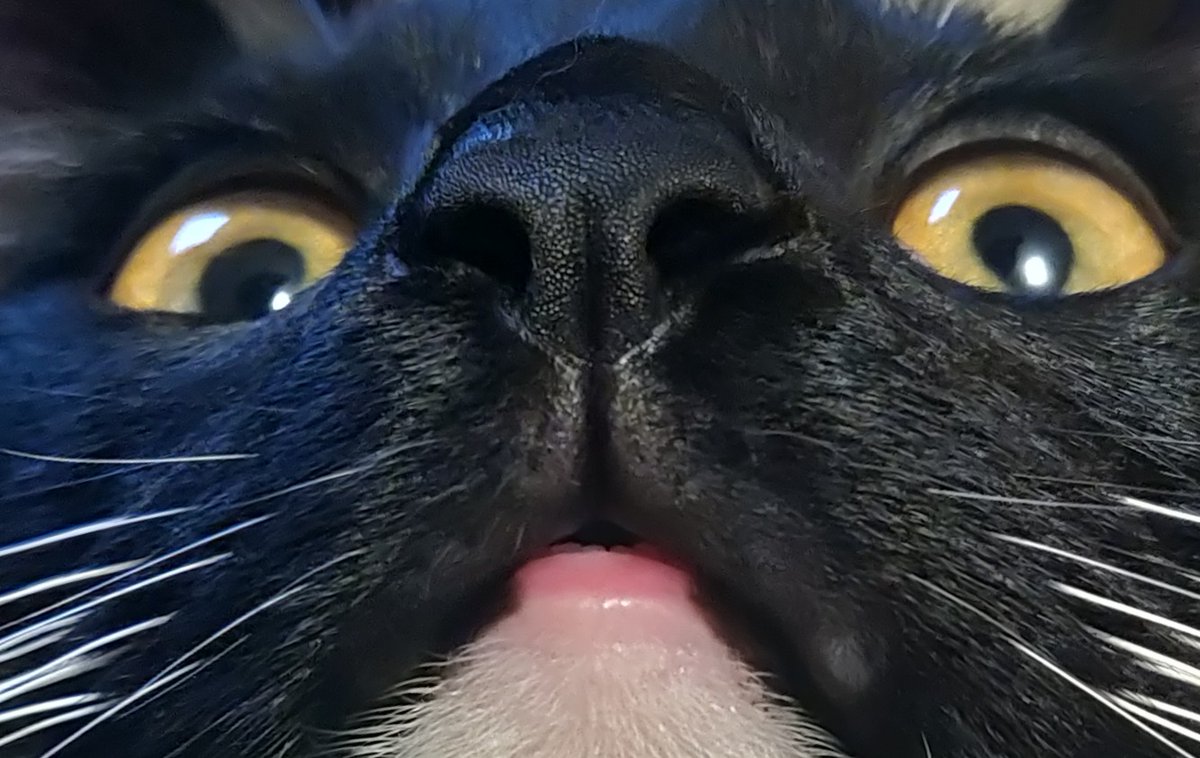 DeadLeafdesign1's tweet photo. @chaoticcatpics https://t.co/YZcpFWVcpx