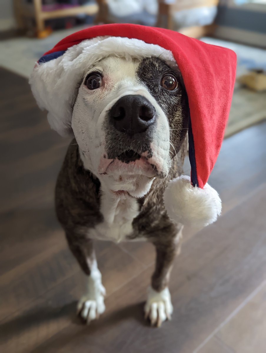 AutumnNMarsden's tweet photo. Tis the season https://t.co/y20SIQRvCO
