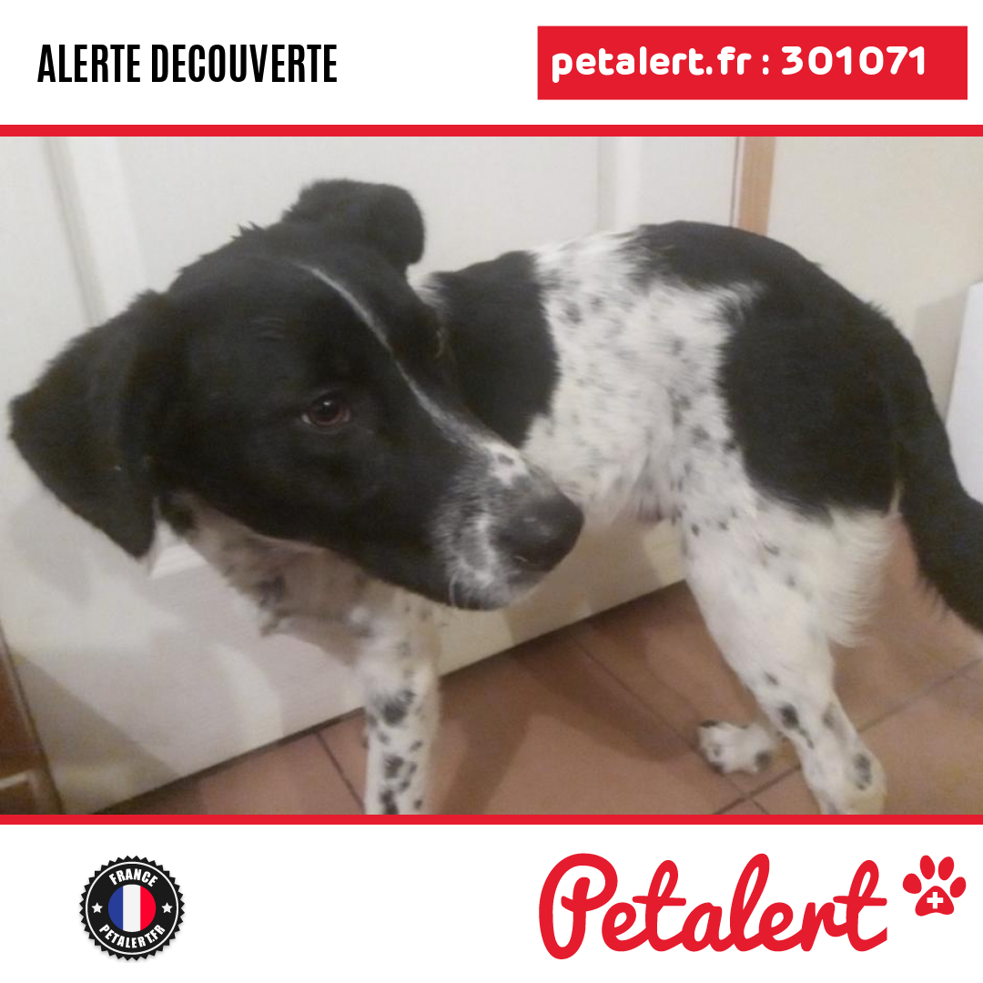 petalert_france's tweet photo. Trouvé #Chien #Mayenne #Montsurs #Petalert #PetAlert53 / https://t.co/rLCX70wF9u https://t.co/Ov5jTOHNVo