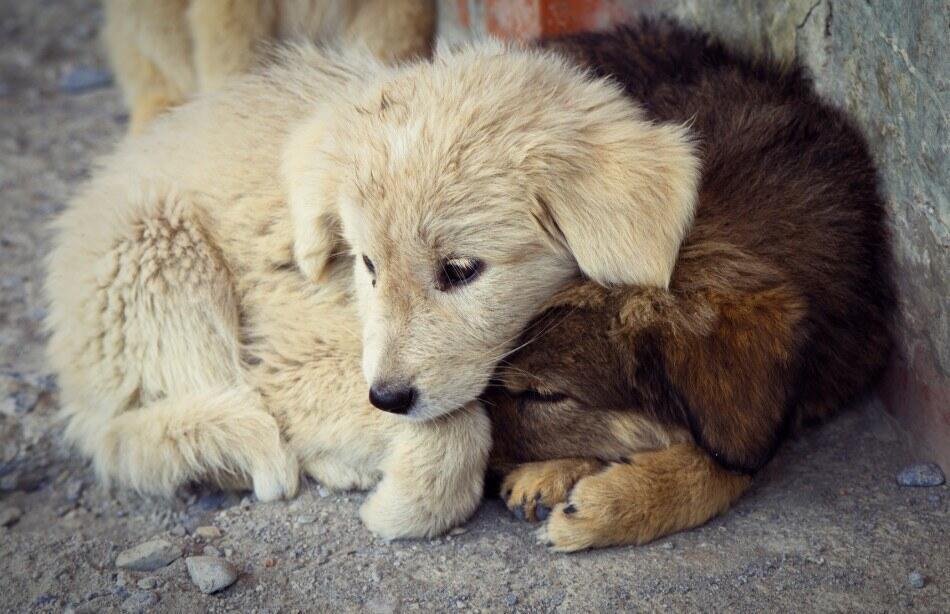 CanarianHope's tweet photo. Happy 3 of #december❤️ soon we have raise enough #money to start our new center for #dogs in #need in the Canary Islands, the #dogs need it so much🙏 There are plenty of ways to #help us, #please #like and #shere🙏❤️
 #Donations contact canarianhope@gmail.com 🙏 https://t.co/JrbbCyfPPp