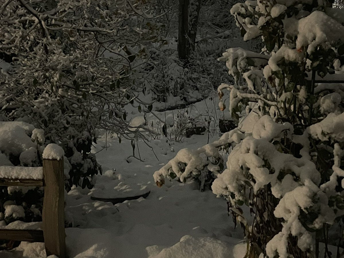 firedancer_168's tweet photo. @KSeattleWeather Lynnwood this morning https://t.co/zcIDr9bKlx