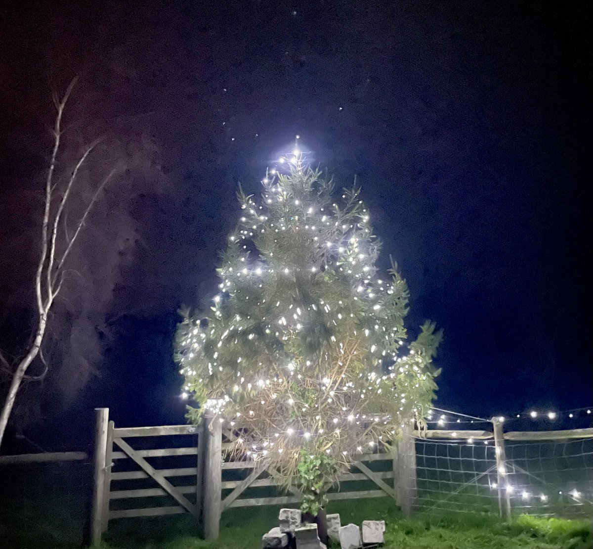 Pete Moore (@forestandbeach) on Twitter photo Our Beeson Community Orchard tree is up! Thanks to Higher Beeson House for supplying and <a href="/TheCricketInn/">The Cricket Inn</a> for keeping it lit! <a href="/BBCDevon/">BBC Devon</a> <a href="/Devon_Hour/">#DevonHour</a> Our Beeson Community Orchard tree is up! Thanks to Higher Beeson House for supplying and <a href="/TheCricketInn/">The Cricket Inn</a> for keeping it lit! <a href="/BBCDevon/">BBC Devon</a> <a href="/Devon_Hour/">#DevonHour</a>
