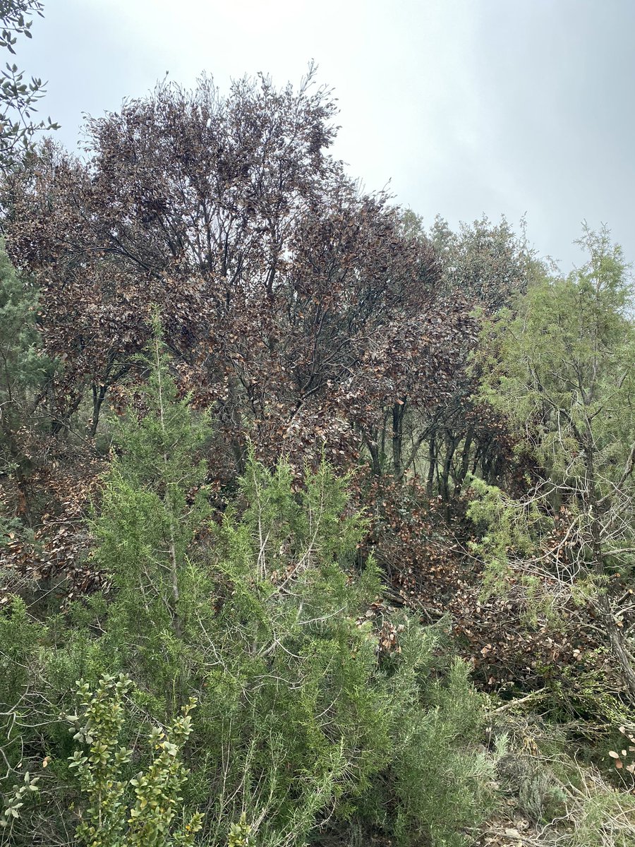 dtcordill's tweet photo. Allò que parlavam al juliol, de que els focs s'apaguen al hivern, doncs intentar fer-ho lo millor possible és això. https://t.co/b8RFh1NmGO