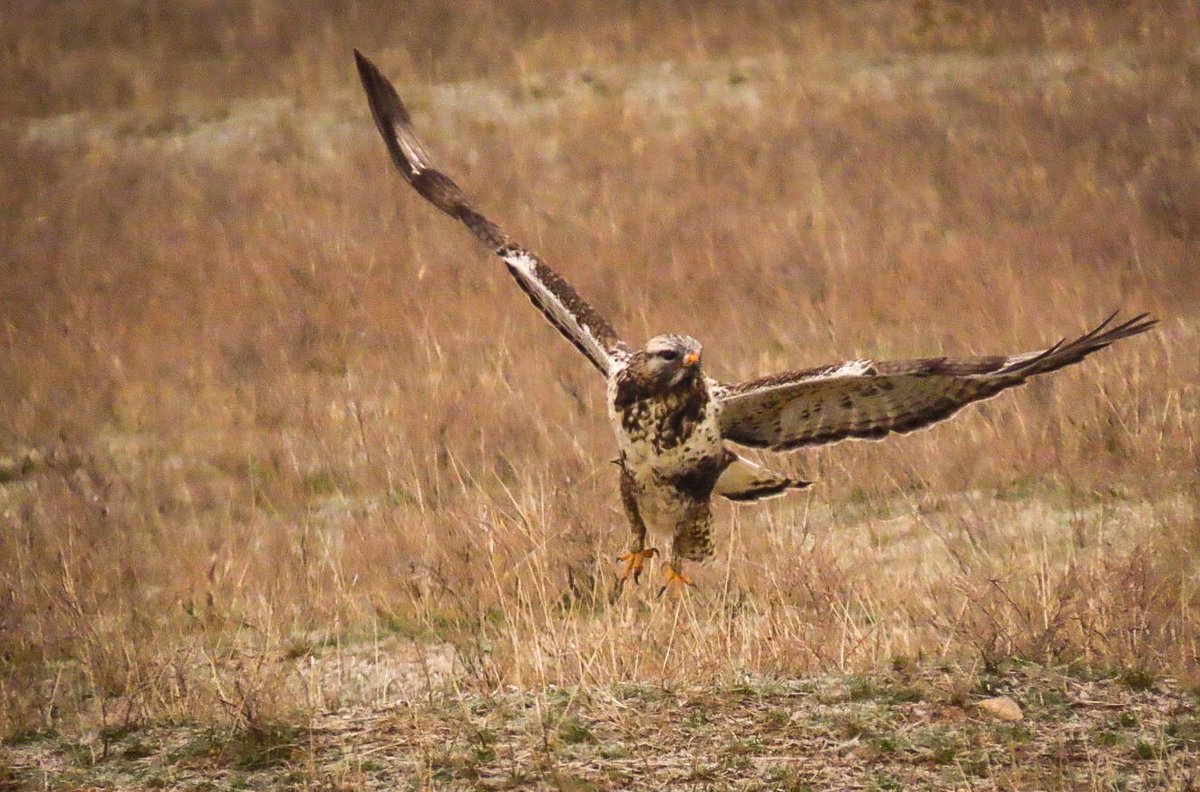 armandolbarbosa's tweet photo. Never leave the binos and camera at home. 😉

Bird of the day: Rough-legged Hawk
Buteos lagopus _ KZ 🇰🇿

#roughleggedhawk #buteolagopus #birdsofkazakhstan #birdoftheday https://t.co/C2LRkzuoWM
