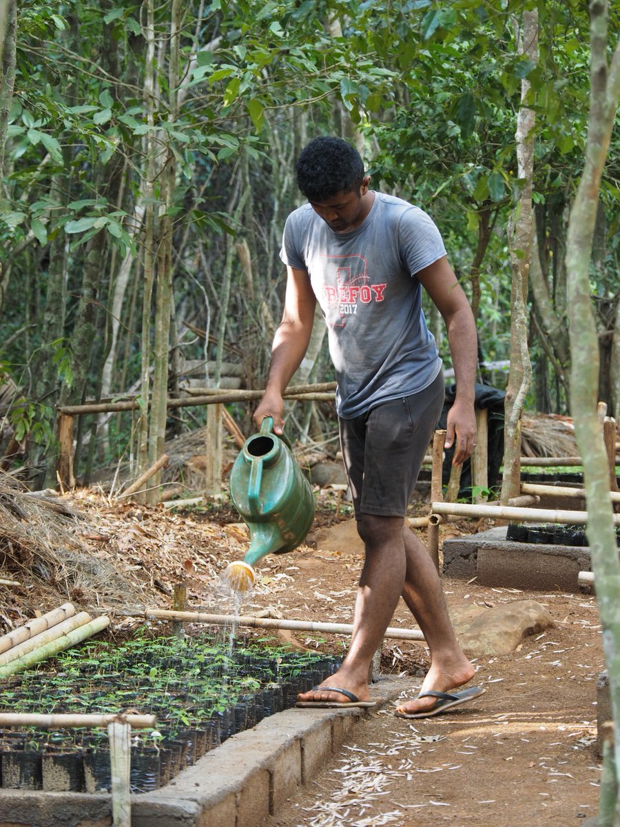 🌲Happy #NationalTreeWeek 🌳

Bristol Zoological Society is undertaking reforestation in Sahamalaza Iles Radama National Park, northern Madagascar, to expand and connect the remaining patches of habitat for the National Park’s charismatic, yet threatened lemurs...1/1