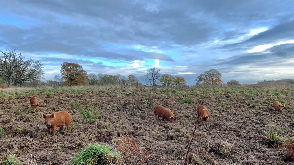 Having spent the autumn hoovering up acorns, the Tamworths have turned their attention to rootling, turning over clods of turf with their snouts in search of roots and rhizomes, earthworms and other invertebrates.

📷 by our ranger Tom Burns.

#tamworthpig  #rewilding