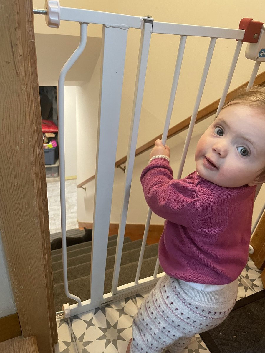 SeanDCleary's tweet photo. New hobbies include: rattling the baby gate https://t.co/DTt0bw4s5M