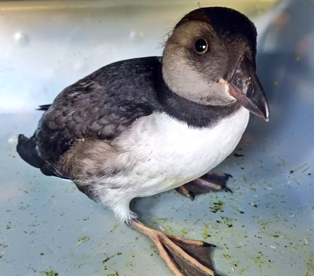 TBrown_birds's tweet photo. 🔥New paper!🔥 What do we know about the causes of #seabird strandings, and how do we go forward in studying them? Open access! 🙌 https://t.co/rz5CH4rUsN
#seabirds #LightAttraction #conservation #birds #ALAN #ornithology #ecology #behavior #research #AcademicTwitter https://t.co/0476GgOXyc