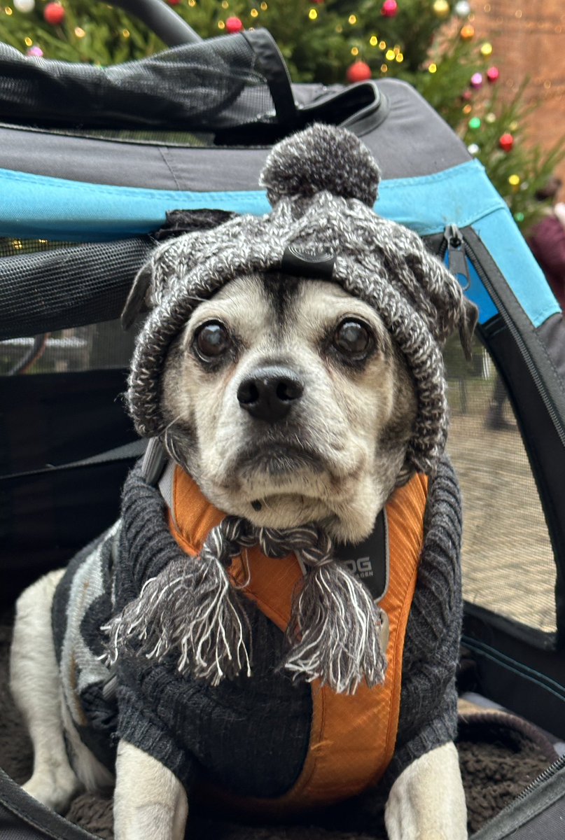 MarisaCashill's tweet photo. Just my old boy in a winter warmer hat around #ruffordcountrypark #dogsdressedup The Moog is 17 in January ;) https://t.co/zywRhgF45a