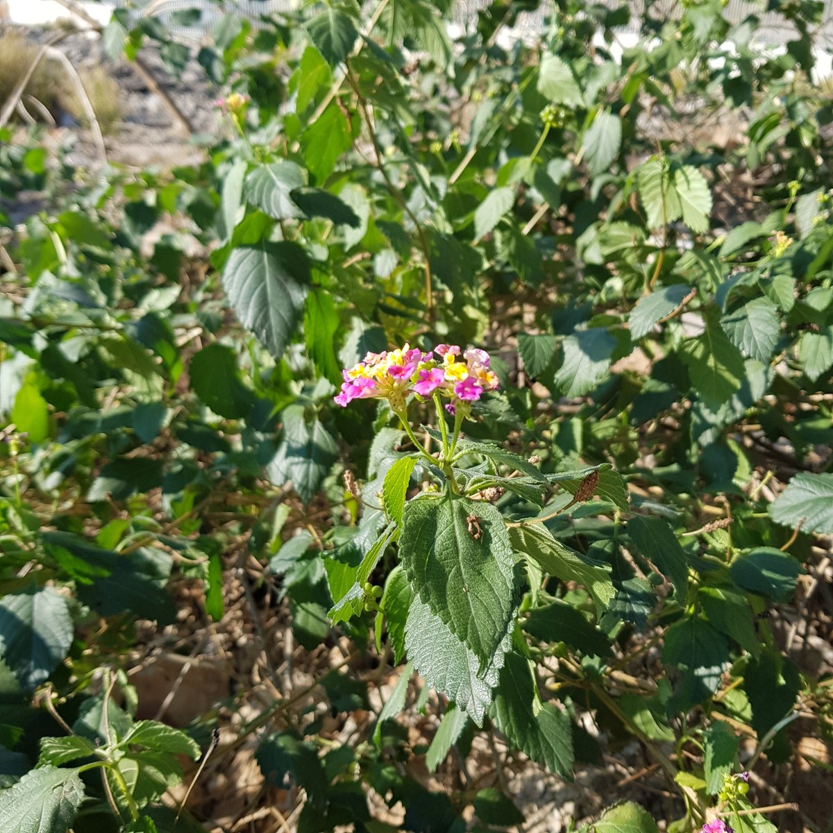 Espai Pedro Alvarez tweet media