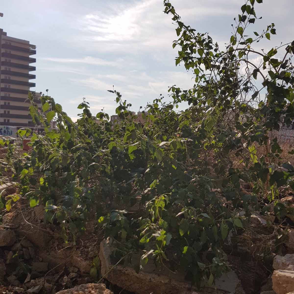 Espai Pedro Alvarez tweet media