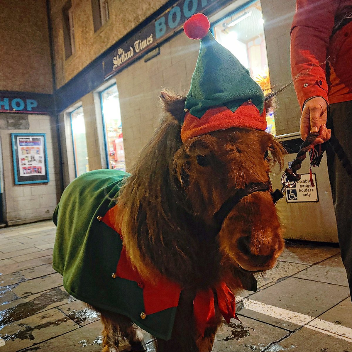 CatherineMMunro's tweet photo. Who needs a Christmas Shetland pony in their day? #Shetland https://t.co/1lA34nIj1E