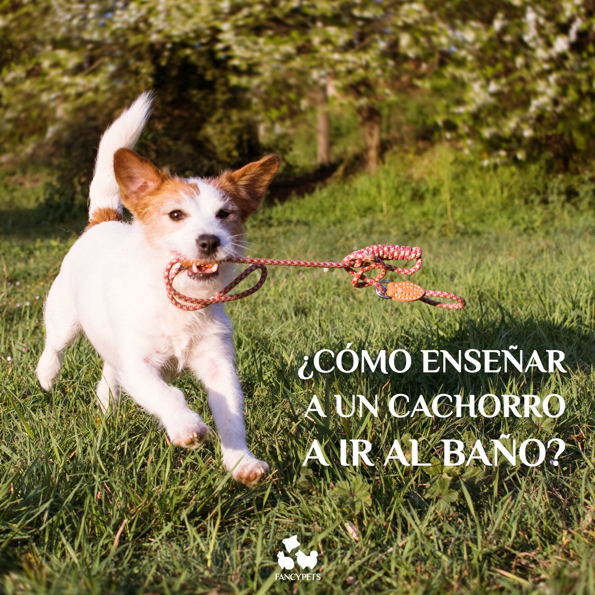 Fancypetsperu's tweet photo. ¿Cómo enseñar a nuestro cachorro a ir al baño? Te contamos acerca de cómo puedes entrenar a tu cachorro correctamente al momento de ir al baño 🐕‍🦺🚶‍: https://t.co/v52bwTzrLe

#cuidado #prevención #adiestramiento #educación #perros #mascotas #animales https://t.co/nUpvHPv8YK