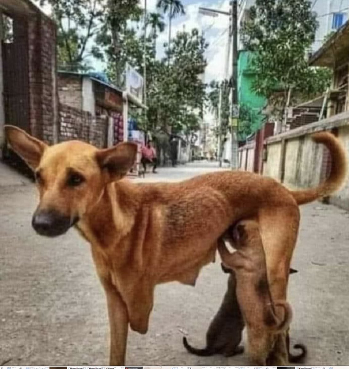 Engellileri unutmayalım.