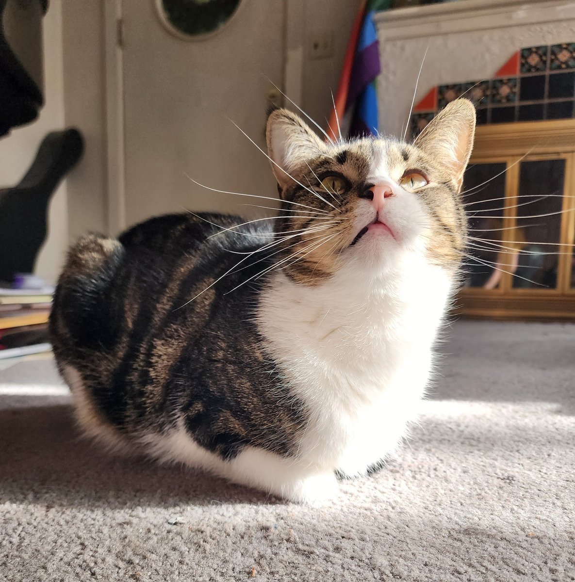 EggleBagel's tweet photo. egg loaf 🥚🍞 https://t.co/AU3OWIQqIs