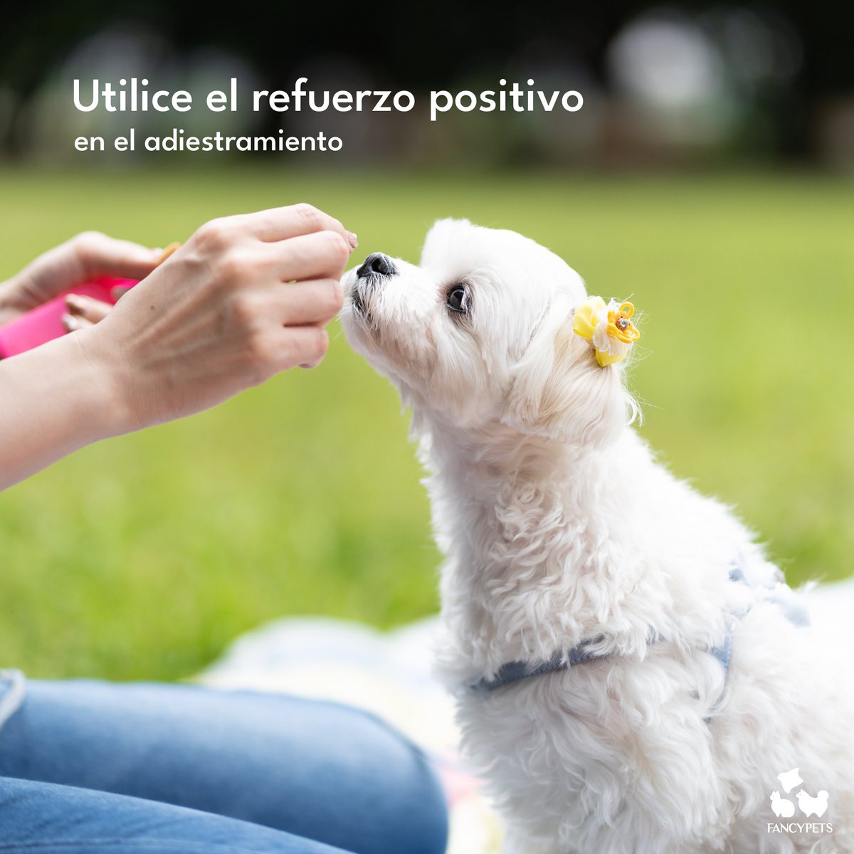 Fancypetsperu's tweet photo. ¿Cómo enseñar a nuestro cachorro a ir al baño? Te contamos acerca de cómo puedes entrenar a tu cachorro correctamente al momento de ir al baño 🐕‍🦺🚶‍: https://t.co/v52bwTzrLe

#cuidado #prevención #adiestramiento #educación #perros #mascotas #animales https://t.co/nUpvHPv8YK