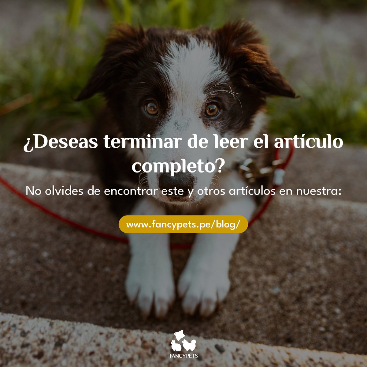 Fancypetsperu's tweet photo. ¿Cómo enseñar a nuestro cachorro a ir al baño? Te contamos acerca de cómo puedes entrenar a tu cachorro correctamente al momento de ir al baño 🐕‍🦺🚶‍: https://t.co/v52bwTzrLe

#cuidado #prevención #adiestramiento #educación #perros #mascotas #animales https://t.co/nUpvHPv8YK