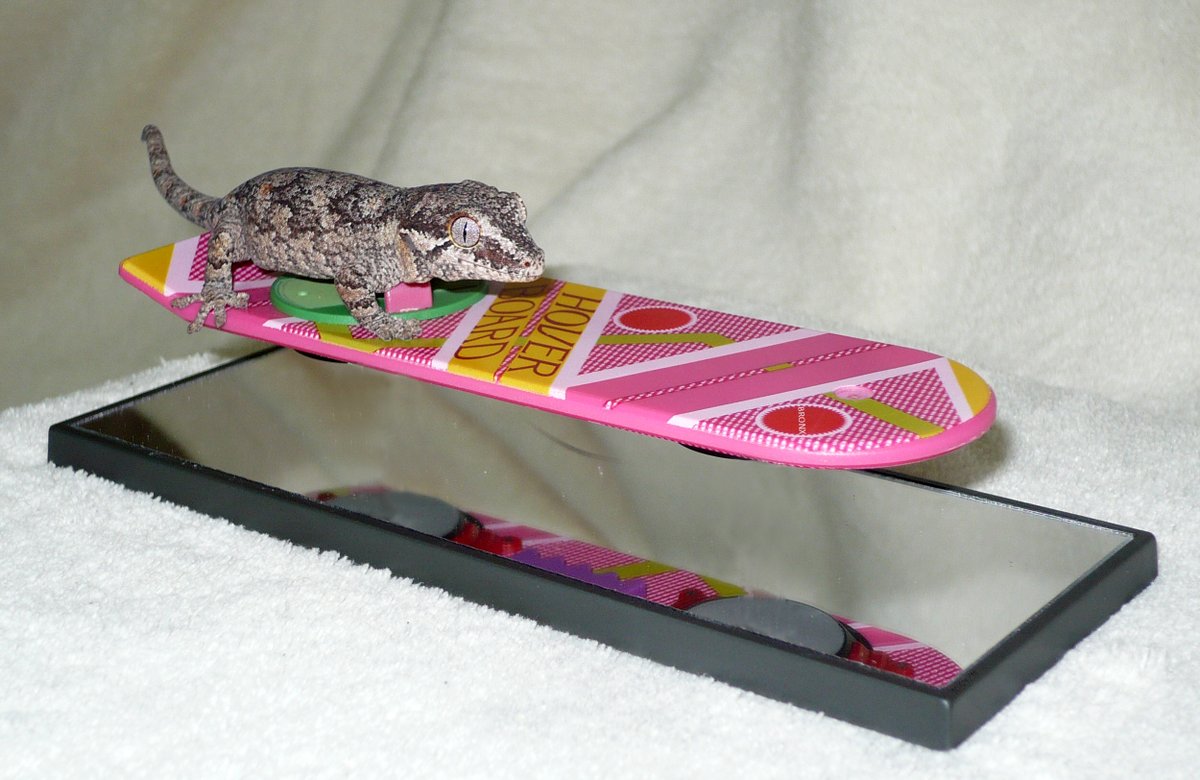 <a href="/GeckosDaily_/">Geckos Daily🦎</a>