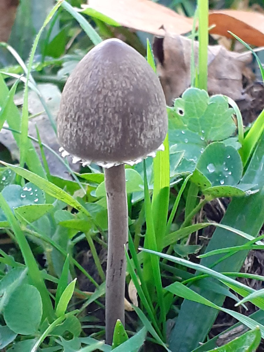 mattrogers70's tweet image. Not much to report today, just a couple of nice, dung-loving Petticoat Mottlegills found in a horse paddock near the Blaise Estate #fungi