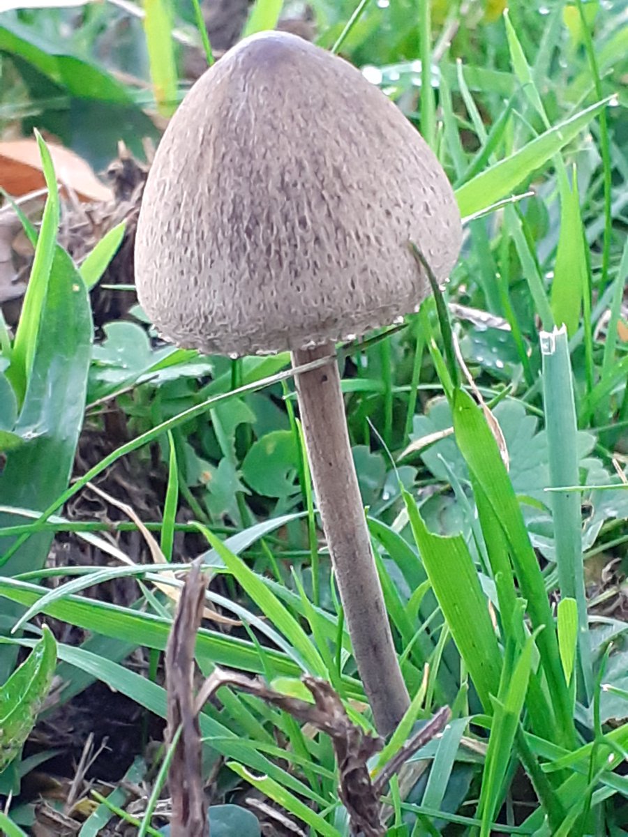 mattrogers70's tweet image. Not much to report today, just a couple of nice, dung-loving Petticoat Mottlegills found in a horse paddock near the Blaise Estate #fungi