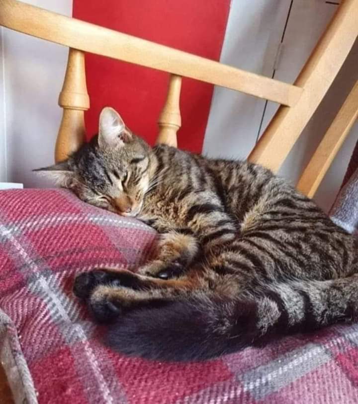 JohnDaffern2's tweet photo. 🎄Freddie, please come home for Christmas😔🎄
❣️Help us find Freddie-Mercury ❣️
Missing from Friday 11th of February from Morley Avenue #Mapperley.just off Winchester Street #Nottingham.
He is a #bengal cross tabby male cat, who has been #neautred & #chipped.
Thank you https://t.co/9nP3sqFoQE