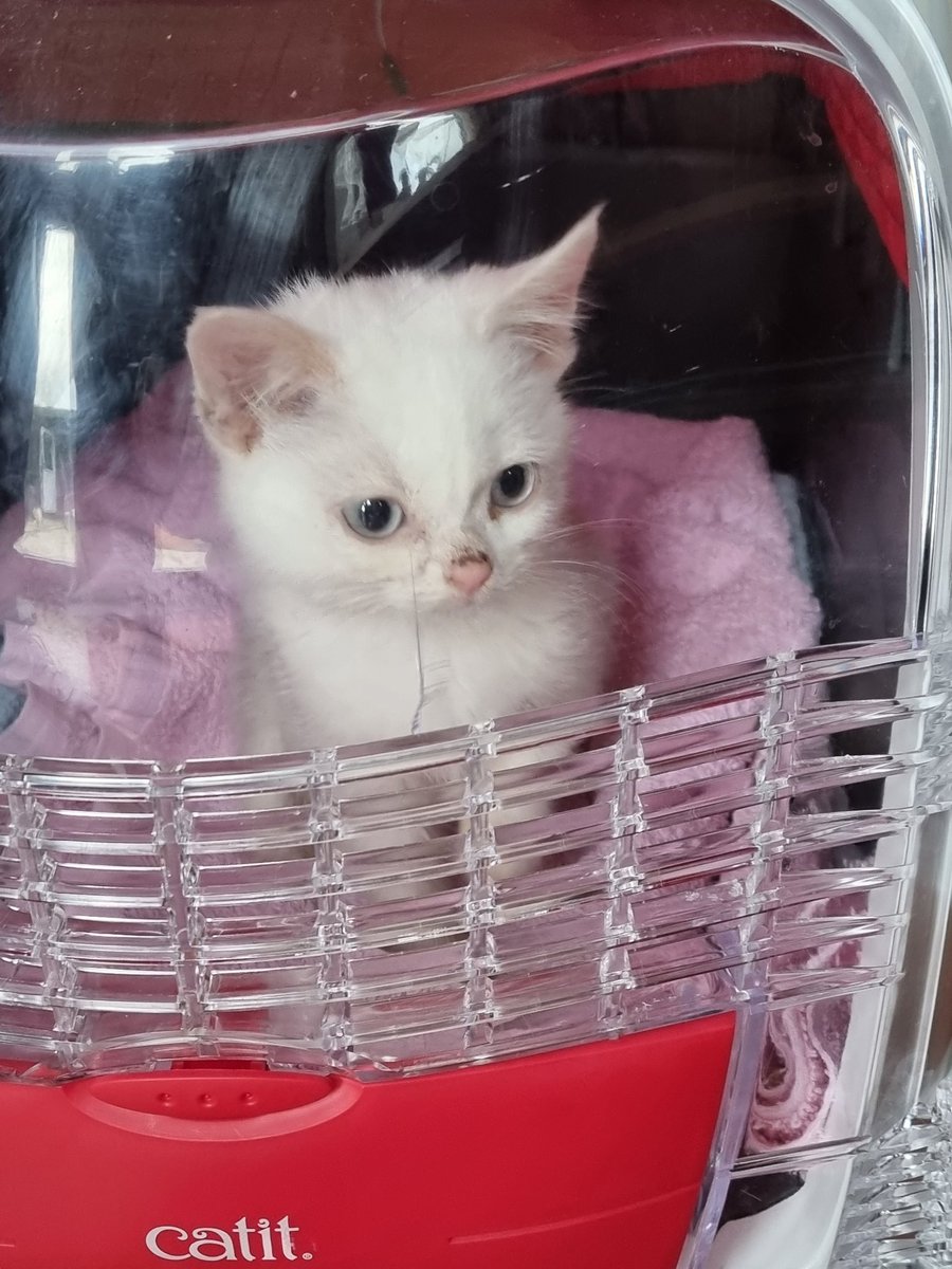 Steven Barry Ratty tweet media