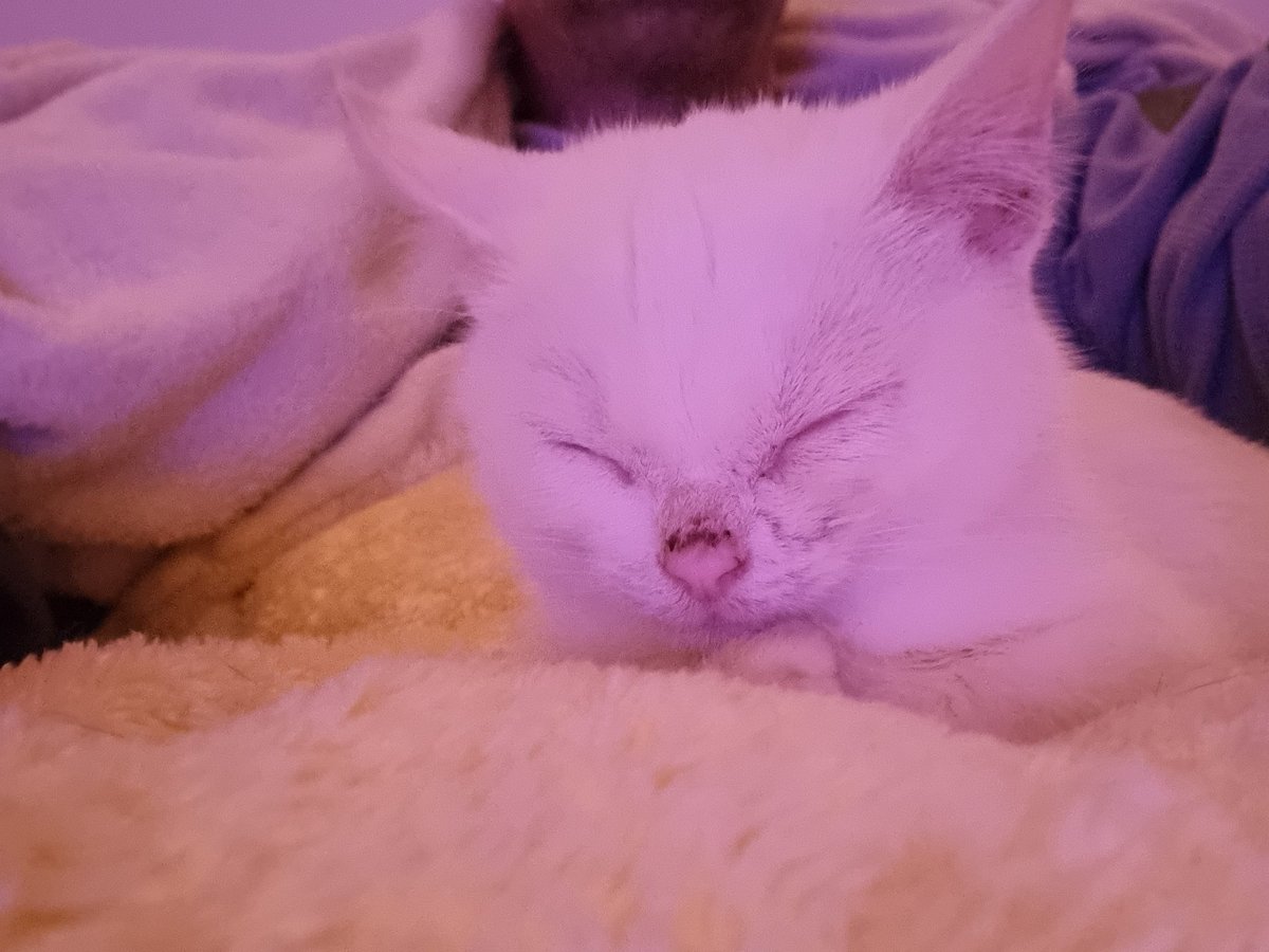 Steven Barry Ratty tweet media