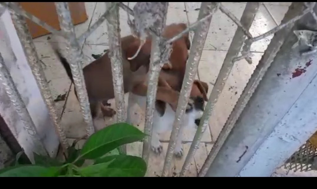 yumar19's tweet image. Cariñosos y juguetones en busca de hogar ya estan vacunados pueden ubicarlos en San Vicente contactar a Luis al 6251-7066.